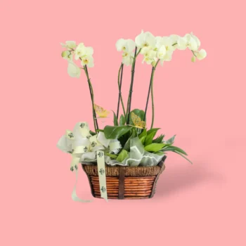 FONDO ROSA