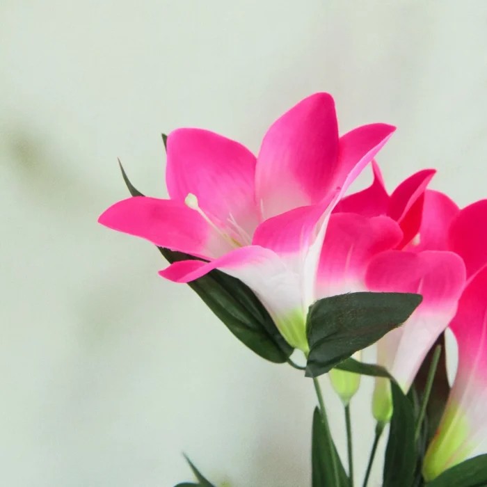 IMG_1817-Photoroom (7)