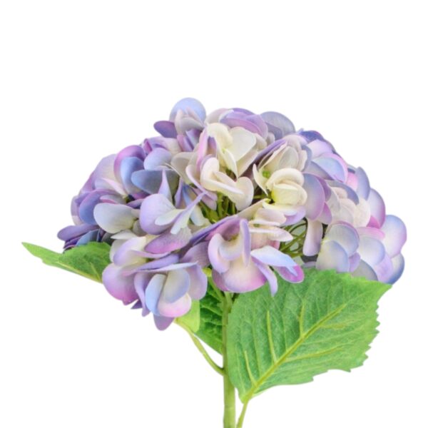 Hortensia Art