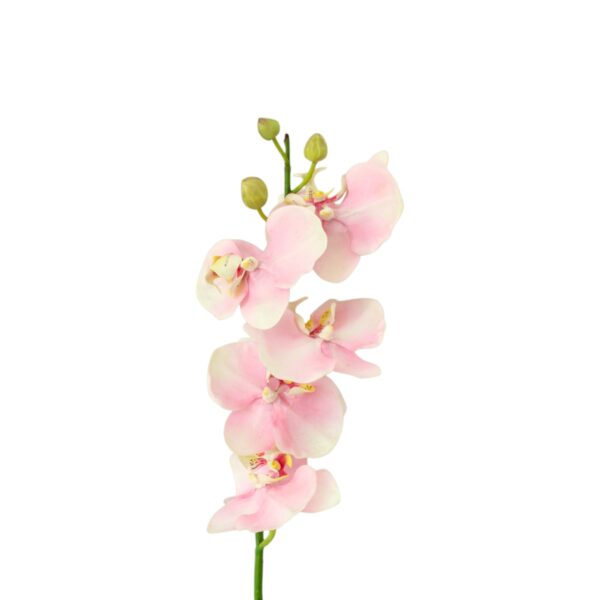 Phalaenopsis Spray