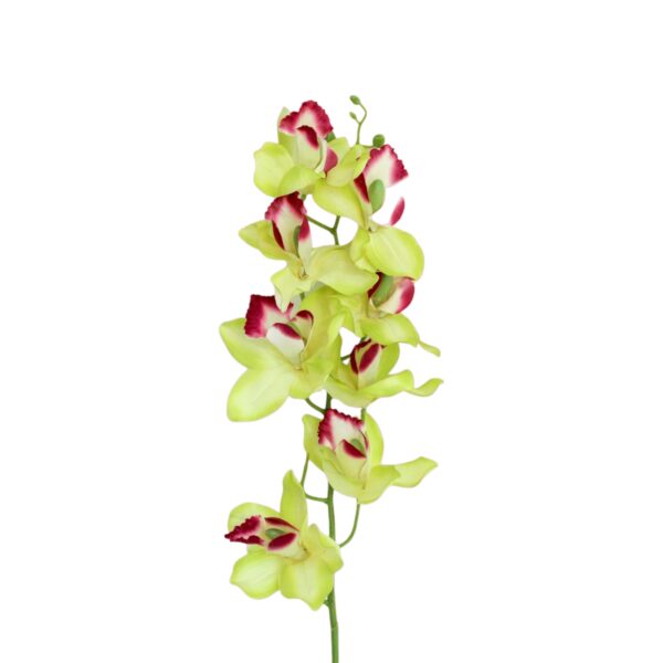 cymbidium Orchid Spray