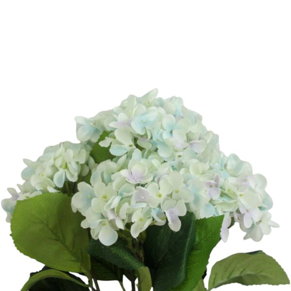 Hydrangea Bush x5 Bl/So