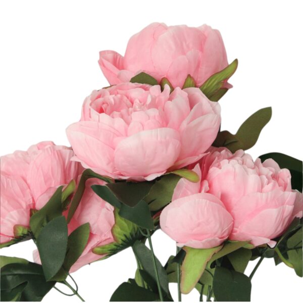 Peony Bush x6