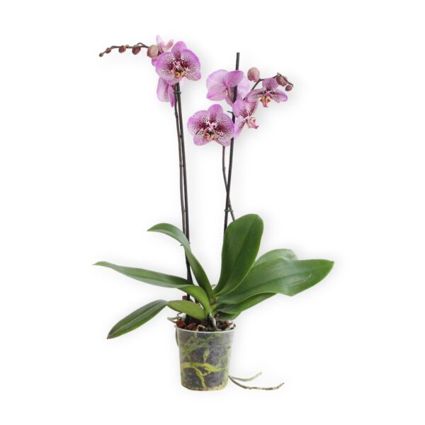 Planta De Orquidea Morada.