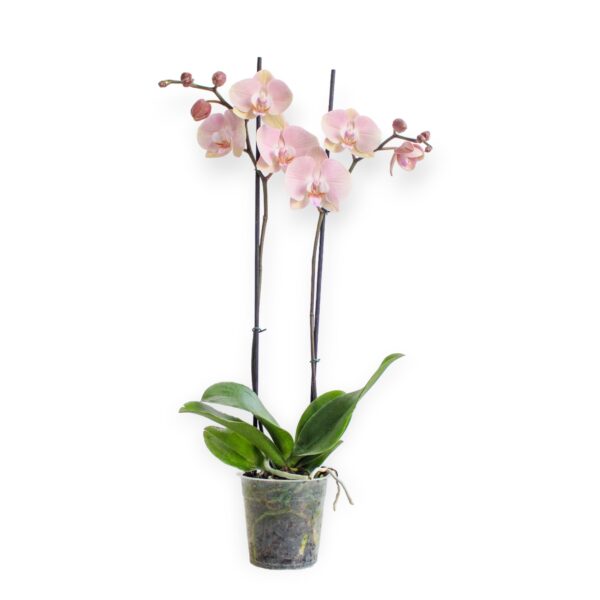 Planta De Orquidea Rosa