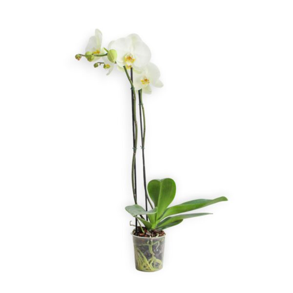 Planta De Orquidea Blanca