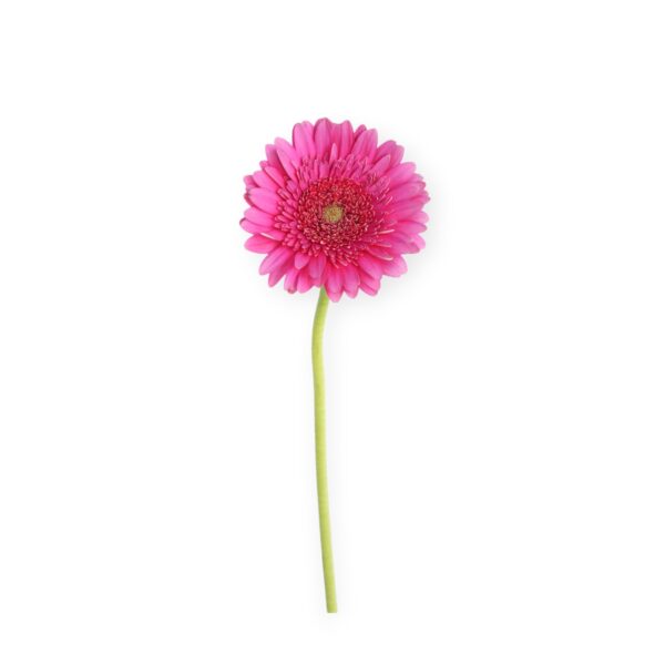 Gerbera Fucsia