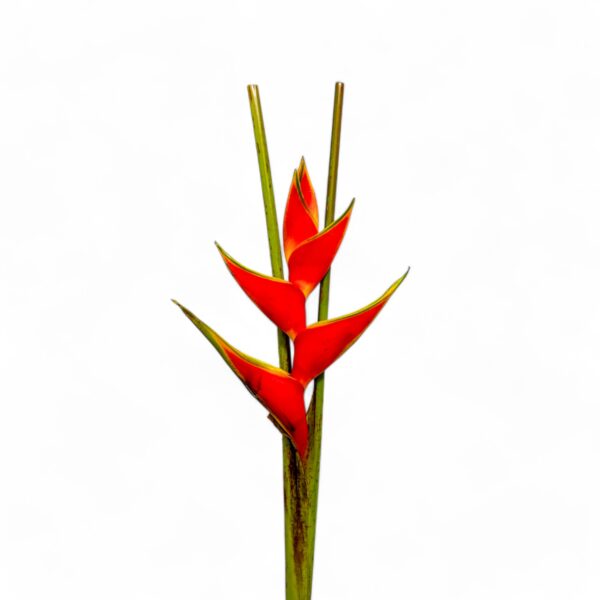 Heliconia