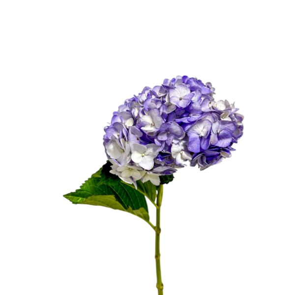 Hortensia Morada