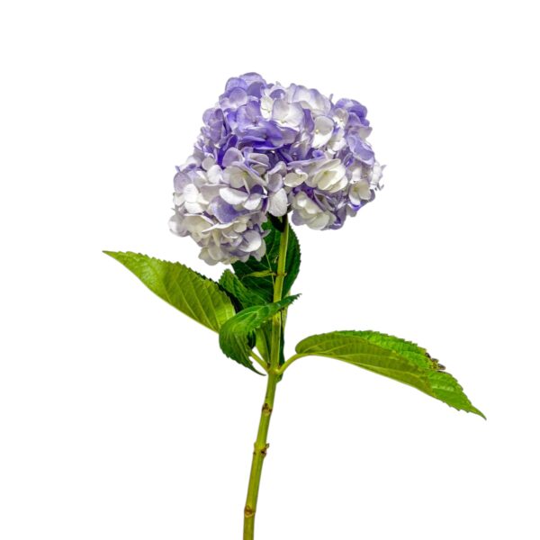 Hortensia lila