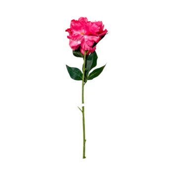 Diseno-sin-titulo-9-Photoroom-6-1