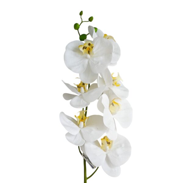 Phalaenopsis Orchid Spray