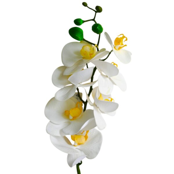 Phalaenopsis Orchid Stem