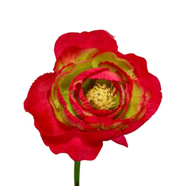 Ranunculus Stem X3