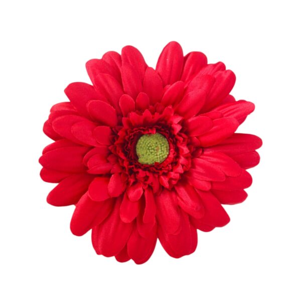 Gerbera Daisy Sp Re