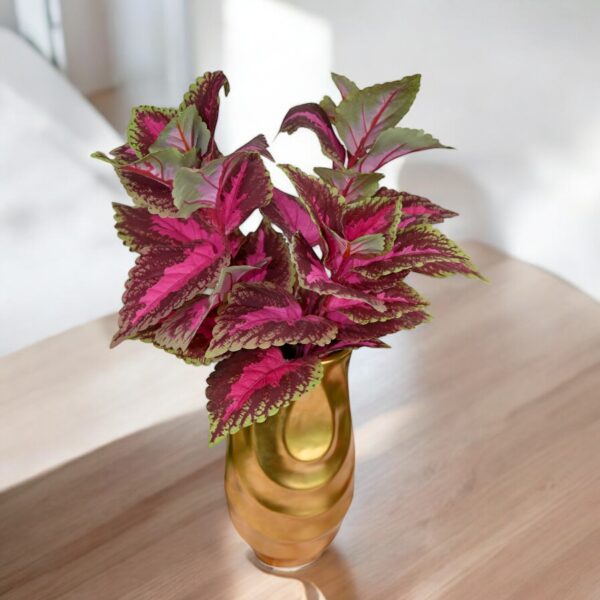 Leaf Coleus Bush X3