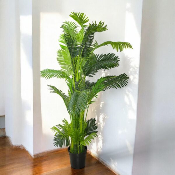 2.4M Areca Palm W/12 In Pot