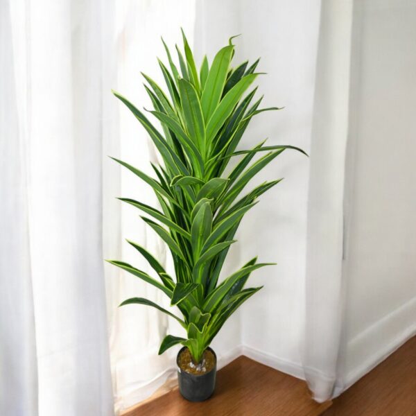 Ft Dracena Tree In Pot