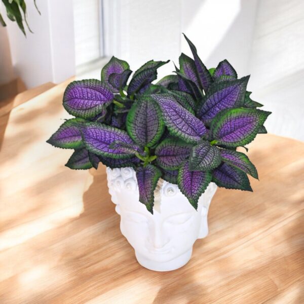 Coleus Leaf Spray Pu/Gr