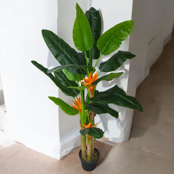 Canna Tree