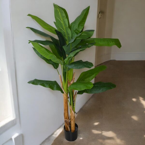 Roy Banana Tree