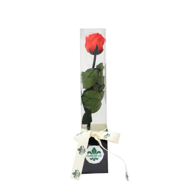 Rosa Preservada Pequeña Naranja