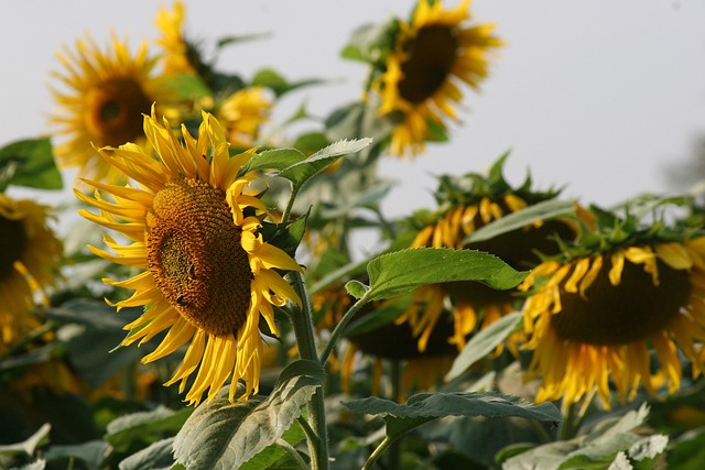 Significado de los Girasoles y Simbolismo de Regalar